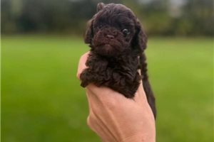 Drake - puppy for sale