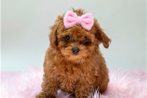 Penny - Poodle, Toy for sale