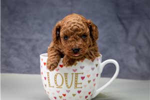 Tyla - Poodle, Toy for sale