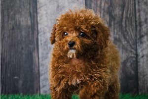 Cassie - Poodle, Toy for sale