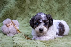 Thelma - Toy Poodle for sale