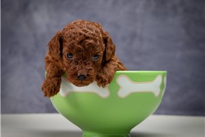 Tyla - Poodle, Toy for sale