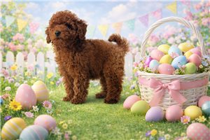 Gracie - Poodle, Toy for sale