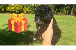 Daria - Poodle, Toy for sale