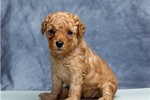 Vicki - Poodle, Toy for sale