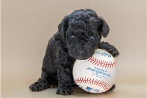 Otto - Poodle, Toy for sale