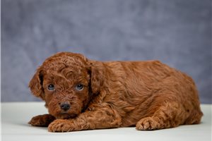 Tori - puppy for sale