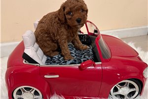 Kent - Toy Poodle for sale
