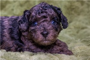 Thai - Toy Poodle for sale