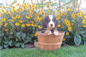 Nora - Bernese Mountain Dog for sale