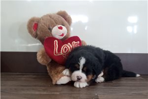 Axton - Bernese Mountain Dog for sale