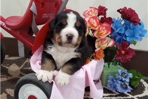 Gidget - puppy for sale