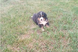 Pavlov - puppy for sale