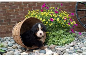 Nico - puppy for sale