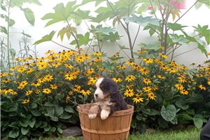 Norman - puppy for sale