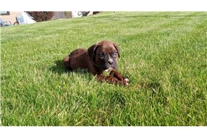Tulip - Boxer for sale