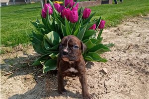 Tulip - Boxer for sale