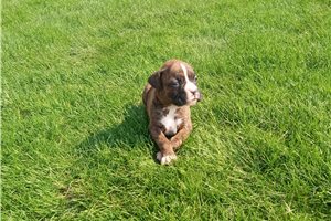 Tanya - Boxer for sale