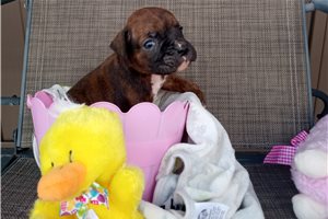 Trudy - Boxer for sale