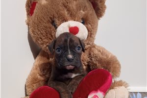 Tulip - Boxer for sale