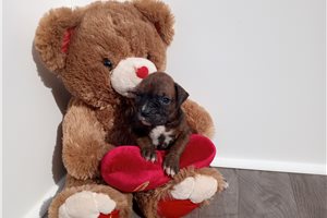 Trudy - Boxer for sale