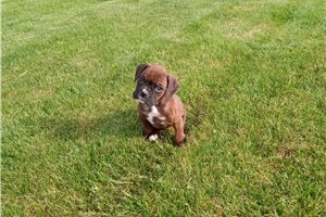 Trudy - Boxer for sale