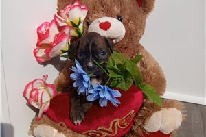 Tulip - Boxer for sale