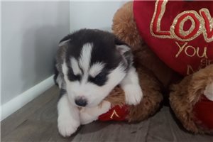 Sebastian - Siberian Husky for sale