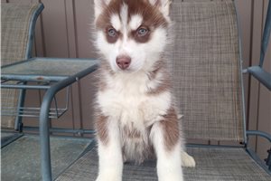 Santiago - Siberian Husky for sale