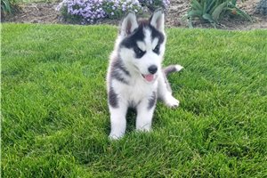 Jaxon - puppy for sale