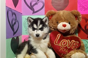 Sophia - puppy for sale