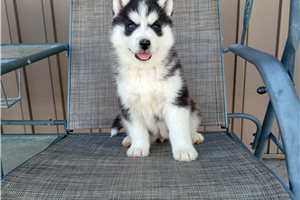 Jersey - puppy for sale