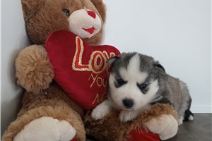 Samuel - Siberian Husky for sale