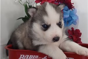 Silas - puppy for sale