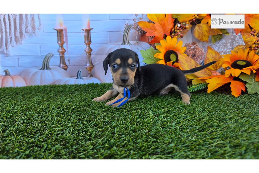 Lionel - Tweenie Dachshund for sale