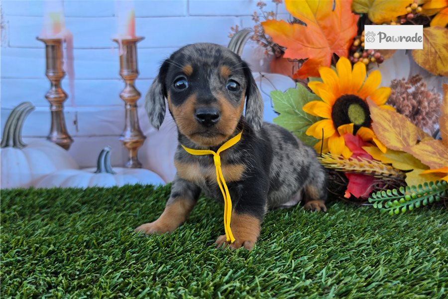 Lyle, male Tweenie Dachshund puppy for sale