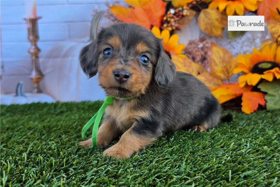 Luther - Tweenie Dachshund for sale