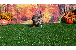 Lucas - puppy for sale