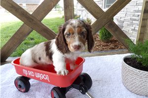 Hank - Dachshund, Mini for sale