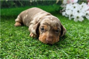 Harrison - Dachshund, Mini for sale