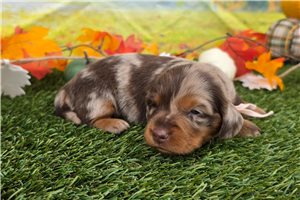 Kiara - Dachshund, Mini, placed in Indianapolis