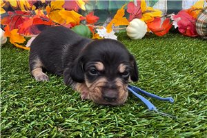 Lionel - puppy for sale
