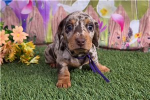 Hazel - Dachshund, Mini for sale