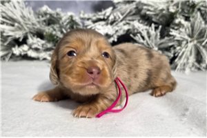 Cadette - puppy for sale