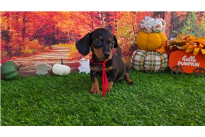 Luna - puppy for sale