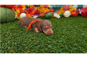 Leonardo - puppy for sale