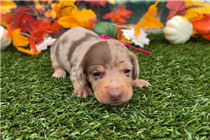 Leanne - puppy for sale