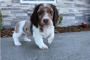 Hank - Dachshund, Mini for sale