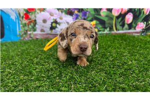 Hudson - Dachshund, Mini for sale