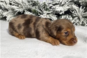 Cadence - puppy for sale